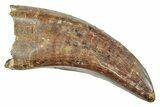 Serrated, Tyrannosaur (Nanotyrannus?) Tooth - Montana #245886-1